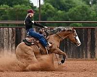 flashy-quarter-horse