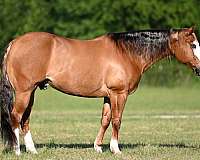 athletic-quarter-horse