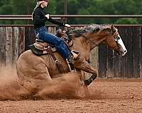 husband-safe-quarter-horse