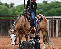 performance-quarter-horse