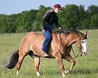 ranch-quarter-horse