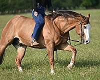 ranch-versatility-quarter-horse