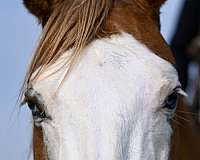 roping-quarter-horse
