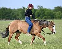 reining-quarter-horse