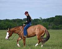 ranch-work-quarter-horse