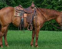 all-around-quarter-horse