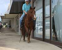 experienced-quarter-horse