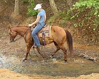 athletic-quarter-horse
