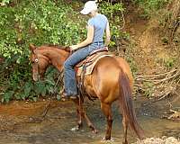 beginner-quarter-horse