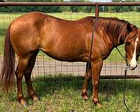 flashy-quarter-horse