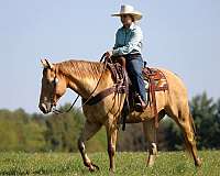 barrel-quarter-horse