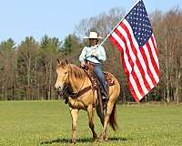 athletic-quarter-horse