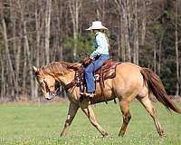 barrel-racing-quarter-horse