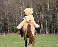 flashy-quarter-horse