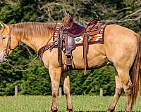 performance-quarter-horse