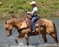ranch-quarter-horse