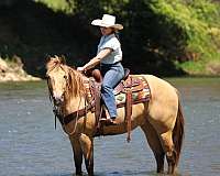 ranch-work-quarter-horse