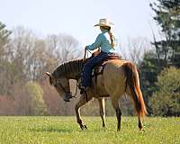 ridden-english-quarter-horse