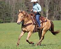 ridden-western-quarter-horse