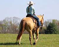roping-quarter-horse
