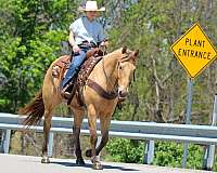 show-quarter-horse