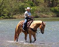 trail-quarter-horse