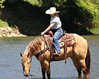 trail-riding-quarter-horse