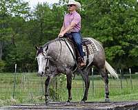 husband-safe-quarter-horse