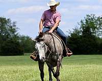 performance-quarter-horse