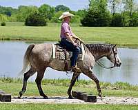 flashy-quarter-horse