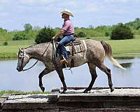 athletic-quarter-horse