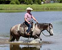 ranch-versatility-quarter-horse