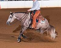 roping-quarter-horse