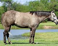 reining-quarter-horse