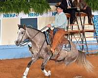 show-quarter-horse