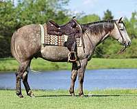 show-hack-quarter-horse