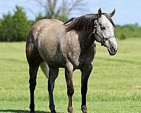 trail-quarter-horse