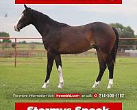 athletic-quarter-horse