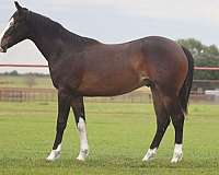 flashy-quarter-horse