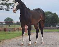 halter-quarter-horse