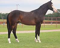 performance-quarter-horse