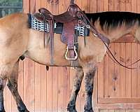 calf-roping-quarter-horse