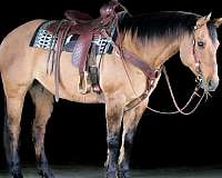 flashy-quarter-horse