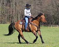 athletic-quarter-horse