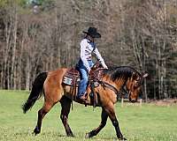 performance-quarter-horse