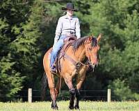 ranch-quarter-horse