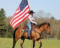 trail-quarter-horse