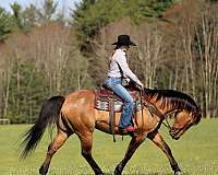 trail-riding-quarter-horse