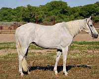 athletic-pony