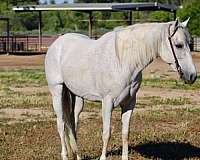 beginner-pony